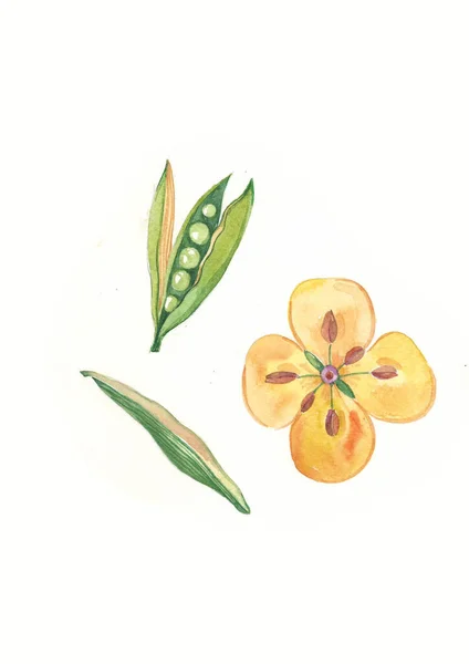 Akvarel Žlutá Květina Hrachové Uhlí Byliny Divoké Květiny Botanika Ročník — Stock fotografie