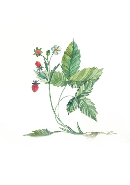 Aquarelle Fraises Sauvages Herbes Fleurs Sauvages Botanique Fleurs Anciennes Illustration — Photo