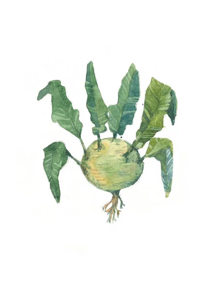 Kohlrabi Cabbage Watercolor Herbal Dan Bunga Liar Botani Sayuran Ilustrasi Stok Lukisan  