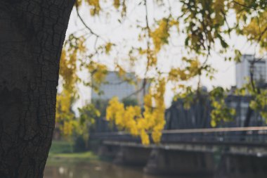 Tropikal doğa ve köprü