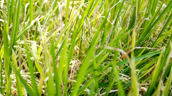 Árvores de arroz no campo — Fotografia de Stock