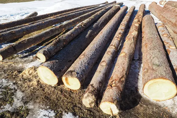 Grapas de madera del árbol talado — Foto de Stock