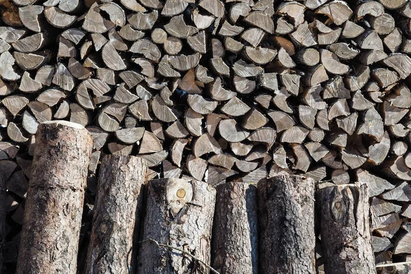 Grapas de madera del árbol talado — Foto de Stock