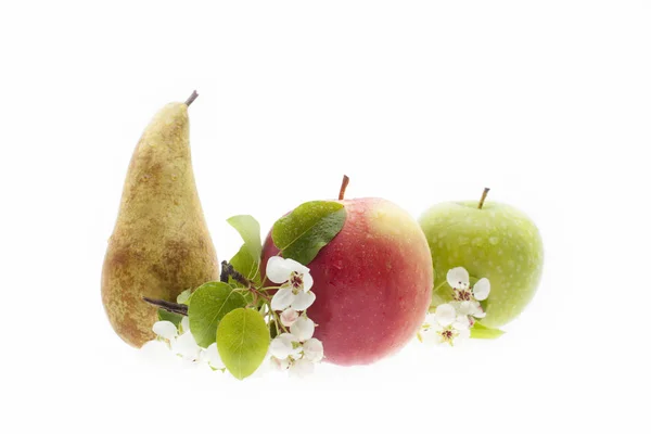 La pomme et le poirier - fruits frais avec la brindille d'un pommier en fleur — Photo