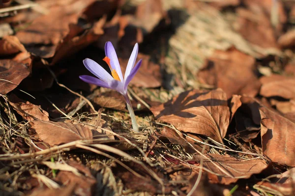 La flor del azafrán - la primavera — Foto de Stock