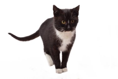 siyah ve beyaz kedi - izole