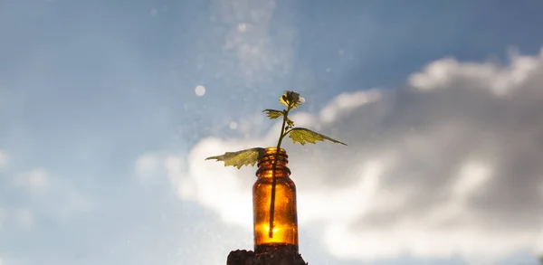  Doğal ilaçlar - bitki tedavisi 