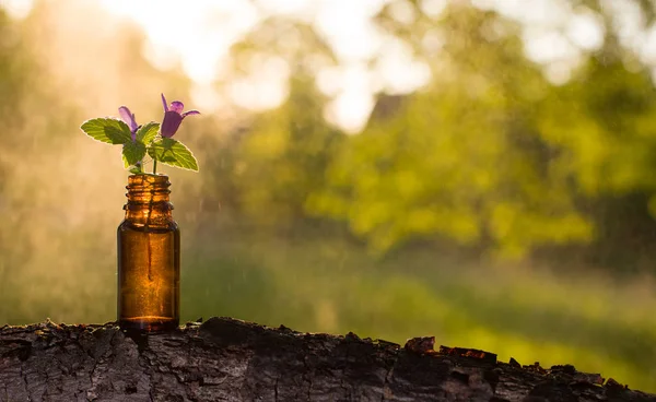 Remédios naturais, aromaterapia - garrafa . — Fotografia de Stock
