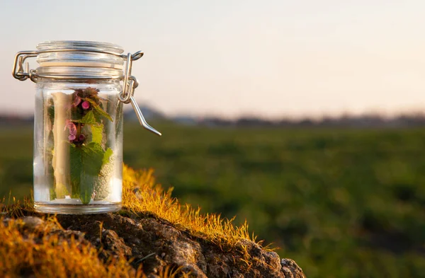 Médecine Base Plantes Sur Paume Votre Main Médecine Naturelle Homéopathie — Photo