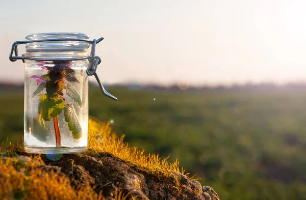 Médecine Alternative Dans Les Soins Santé Herbes Dans Bocal Verre — Photo