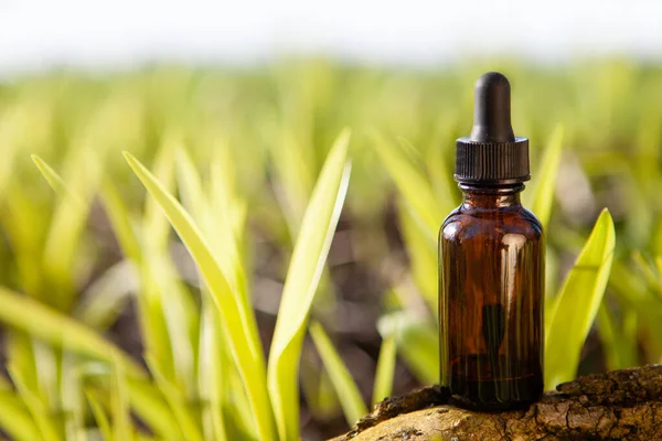 Preparação Medicinal Ecológica Garrafa Marrom Extrato Ervas Curativas Produto Ecológico — Fotografia de Stock