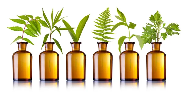 草本束 植物疗法 绿色药用植物在瓶子里 天然疗法 新鲜收获的草药 琥珀玻璃 — 图库照片