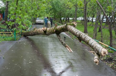   Bir kasırga tarafından Moskova'da kırık bir ağaç