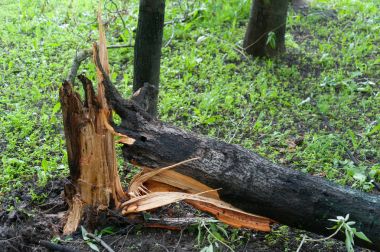   Bir kasırga kırık ağaç