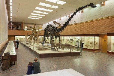 Diplodocus Moskova Paleontological Müzesi 20.08.2 iskelet