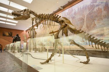 Tarbosaurus Moskova Paleontological Müzesi 20.08.2 iskelet