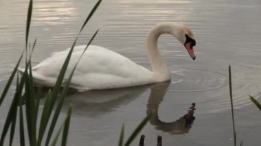 Harthill rezervuarında sessiz kuğu, Güney Yorkshire, İngiltere.