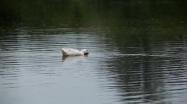 Beyaz ördek gölette yüzüyor
