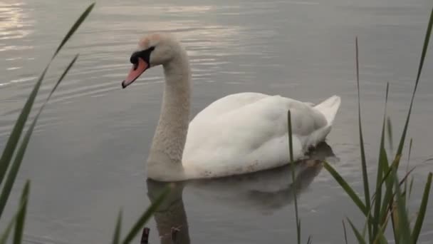 Cygne muet sur le réservoir Harthill, Yorkshire du Sud, Royaume-Uni .