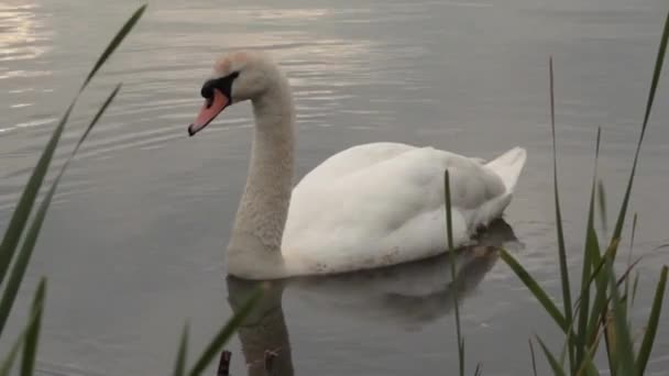 Немой Лебедь Хартхилльском Водохранилище Южный Йоркшир Великобритания — стоковое видео
