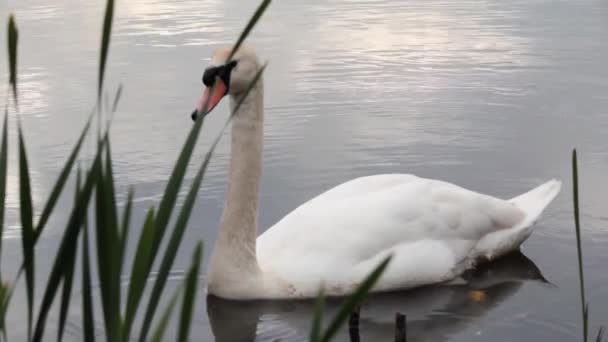Cygne muet sur le réservoir Harthill, Yorkshire du Sud, Royaume-Uni .