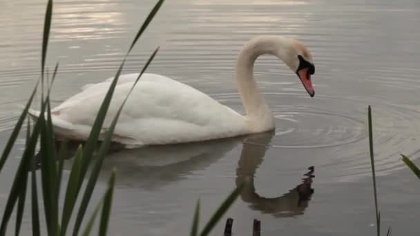 Cygne muet sur le réservoir Harthill, Yorkshire du Sud, Royaume-Uni .