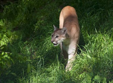 sinsi sinsi Cougar