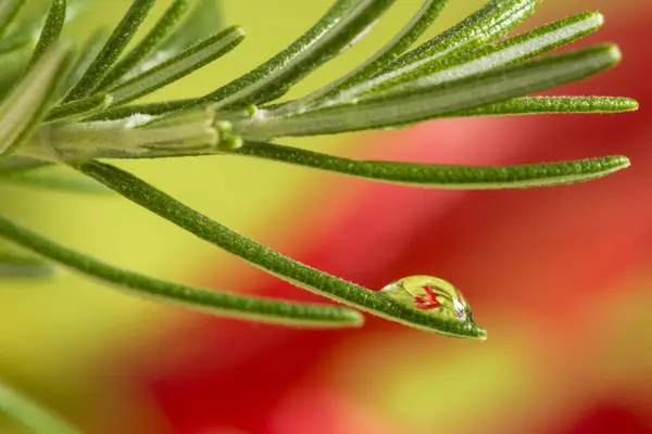 Primer plano de gotas en agujas de pino verde —  Fotos de Stock