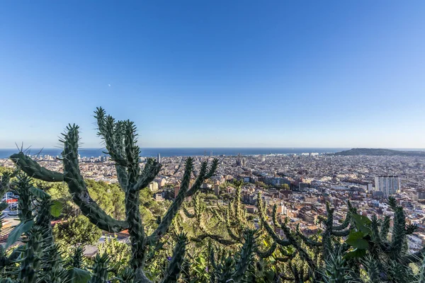 Barcelona in the background and cactus in the foreground — Stock Photo, Image