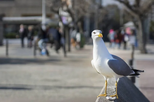 Sea gull: Racek středomořský — Stock fotografie