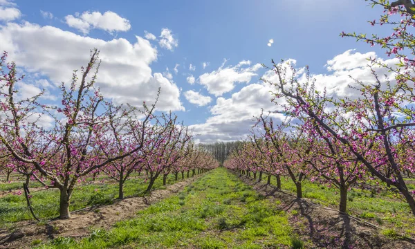 Blommande persikoträd träd på våren — Stockfoto