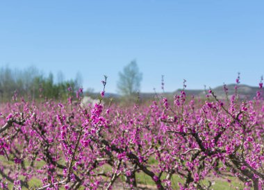 Şeftali çiçek açması ağaç bahar