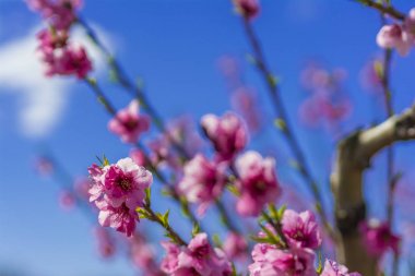 Şeftali çiçek açması ağaç bahar