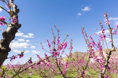 Şeftali çiçek açması ağaç bahar