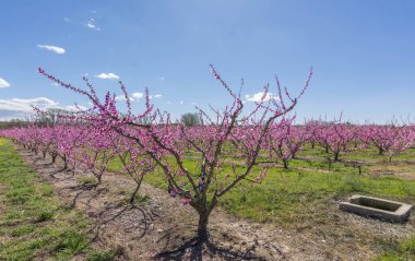 Şeftali çiçek açması ağaç bahar