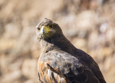Harris Hawk veya Parabuteo Unicintus kapat