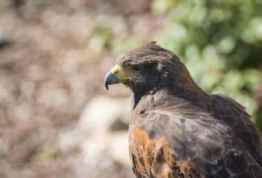 Harris Hawk veya Parabuteo Unicintus kapat