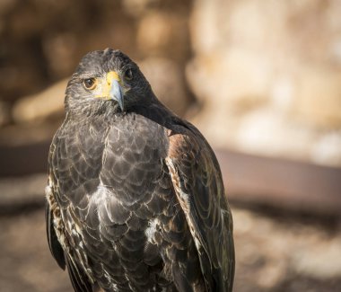 Harris Hawk veya Parabuteo Unicintus kapat