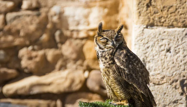 Great horned owl - Virginia owl