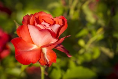 Bahçedeki renkli, güzel ve narin gül