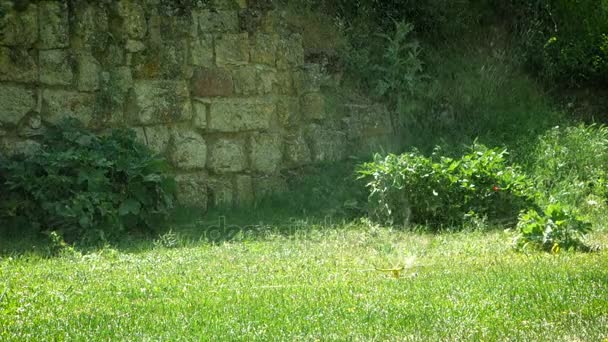 Wassersprenger auf grünem Gras in Bewegung — Stockvideo