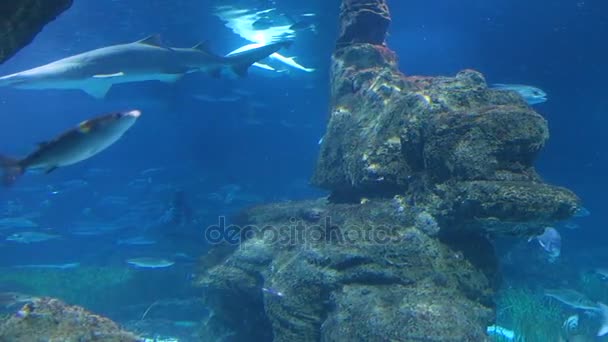 Ray, haaien en diverse andere vissen in het aquarium van Barcelona, Spanje Spanje — Stockvideo