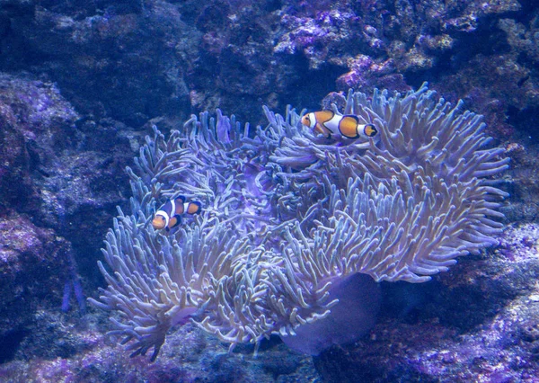 tropikal balık palyaço balığı