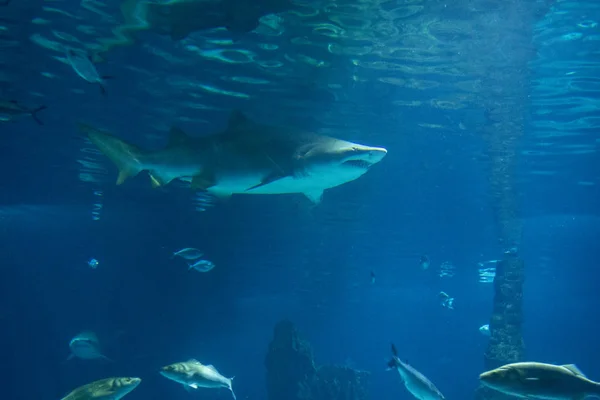 Sand Tiger Shark Carcharias taurus, pesci pericolosi galleggianti in vasca speciale . — Foto Stock