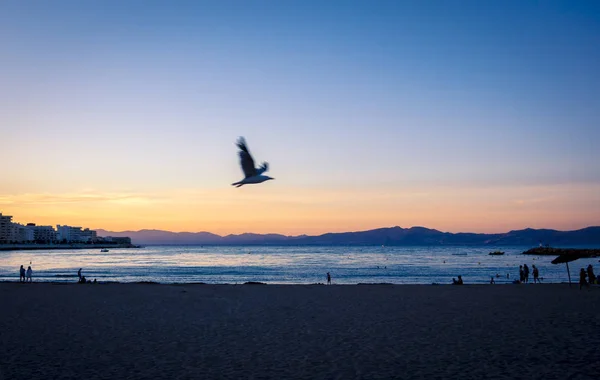 Möwe fliegt bei Sonnenuntergang am ruhigen Strand von lescala, costa brava. — Stockfoto