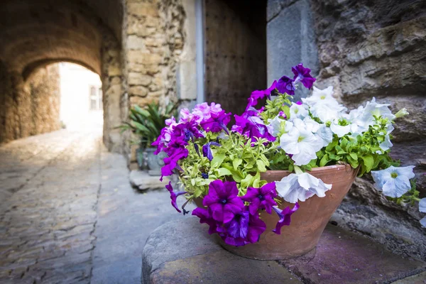 Белые и пурпурные цветы в старом средневековом городе Ператаллада, Испания — стоковое фото