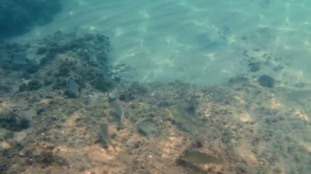 Vissen in de mediterrane costa brava, Spanje — Stockvideo