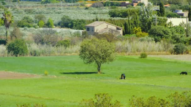 Europeiska house farm in i en grön land Spanien — Stockvideo