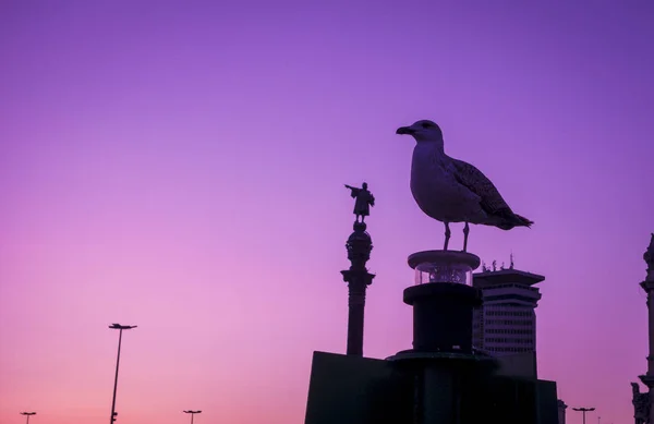 Estatua de Cristóbal Colón de Barcelona y silueta de gaviota sobre puesta de sol y cielo despejado de hora azul —  Fotos de Stock