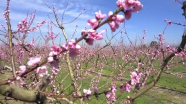 Bahar çiçek açması ile şeftali ağacı